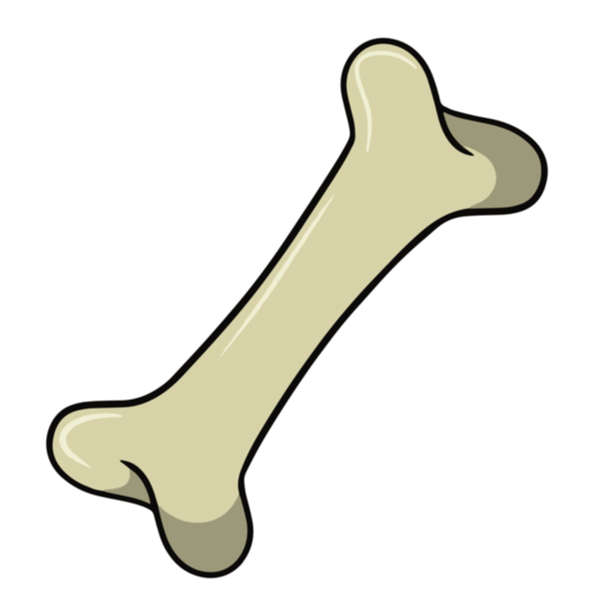 Basic Science of Human Bone